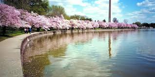 Image result for "cherry blossom" washington