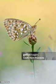 Attēlu rezultāti vaicājumam “Argynnis aglaja”