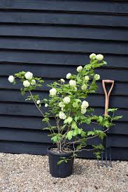 Attēlu rezultāti vaicājumam “Viburnum opulus bud”