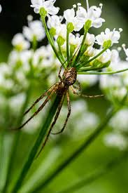 Attēlu rezultāti vaicājumam “Tetragnatha extensa”