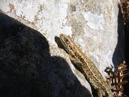 Attēlu rezultāti vaicājumam “Lacerta vivipara juvenile”