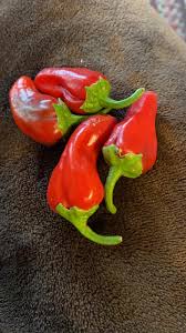 Afbeeldingsresultaat voor numex chimayo hot pepper