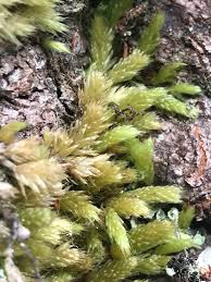 Attēlu rezultāti vaicājumam “Brachythecium albicans sporophyte”