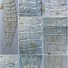 Attēlu rezultāti vaicājumam “Diderma spumarioides sessile”