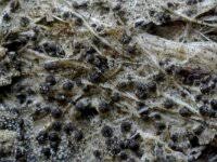 Attēlu rezultāti vaicājumam “Sordaria fimicola”