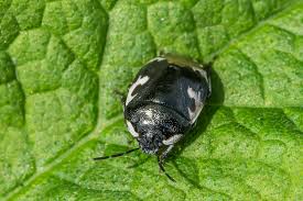 Attēlu rezultāti vaicājumam “Tritomegas bicolor”