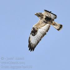 Image result for Buteo lagopus
