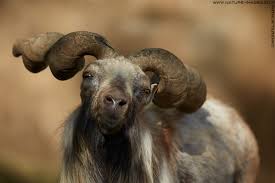 Attēlu rezultāti vaicājumam “Capra”