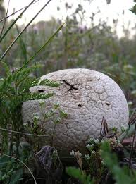 Attēlu rezultāti vaicājumam “Calvatia utriformis”