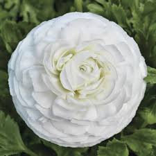 Attēlu rezultāti vaicājumam “Ranunculus mendax”
