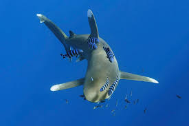 Image result for Carcharhinus longimanus