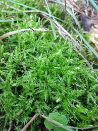 Attēlu rezultāti vaicājumam “Calliergonella cuspidata”