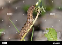 Attēlu rezultāti vaicājumam “Noctua fimbriata larva”