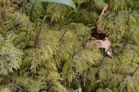 Attēlu rezultāti vaicājumam “Hylocomium splendens sporophyte”