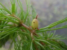 「金魚藻」的圖片搜尋結果