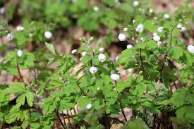 Attēlu rezultāti vaicājumam “Isopyrum thalictroides”