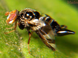 Attēlu rezultāti vaicājumam “Tephritidae”