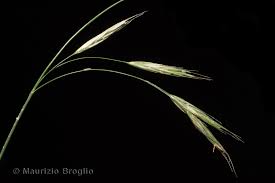 Attēlu rezultāti vaicājumam “Bromopsis benekenii”