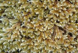 Attēlu rezultāti vaicājumam “Hypnum cupressiforme var. lacunosum sporophyte”