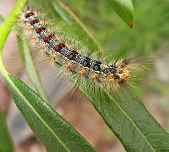 Attēlu rezultāti vaicājumam “Griselda ustomaculana”