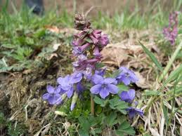 Attēlu rezultāti vaicājumam “Viola reichenbachiana flower”
