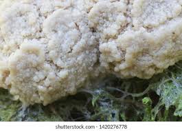 Attēlu rezultāti vaicājumam “Reticularia lobata spores”