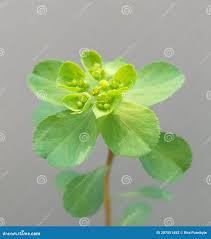 Attēlu rezultāti vaicājumam “Euphorbia helioscopia”