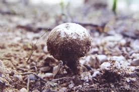 Attēlu rezultāti vaicājumam “Tulostoma fimbriatum”