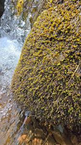 Attēlu rezultāti vaicājumam “Hygrohypnum luridum”