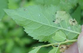 Attēlu rezultāti vaicājumam “Lyonetia prunifoliella”