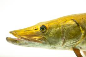 Image result for Esox masquinongy