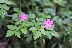 Attēlu rezultāti vaicājumam “Geranium robertianum fruit”