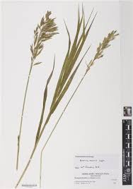 Attēlu rezultāti vaicājumam “Bromopsis inermis”