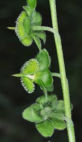 Attēlu rezultāti vaicājumam “Cynoglossum officinale leaf”