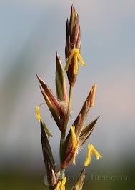 Attēlu rezultāti vaicājumam “Elytrigia repens flower”