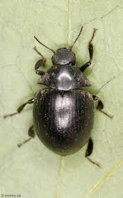 Attēlu rezultāti vaicājumam “Byrrhidae”