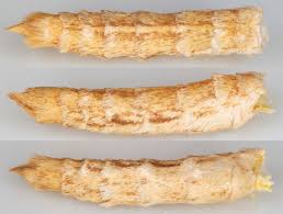 Attēlu rezultāti vaicājumam “Eulithis mellinata”