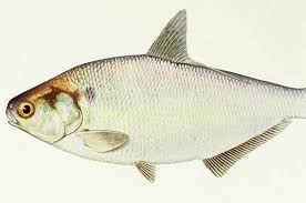 Image result for Dorosoma cepedianum