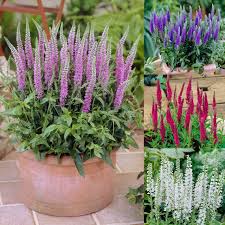 Attēlu rezultāti vaicājumam “Veronica spicata flower”