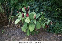 Attēlu rezultāti vaicājumam “Phytolacca acinosa flower”