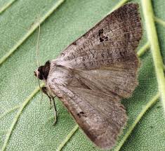 Attēlu rezultāti vaicājumam “Lygephila viciae”