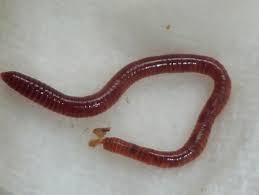 Attēlu rezultāti vaicājumam “Lumbricidae”