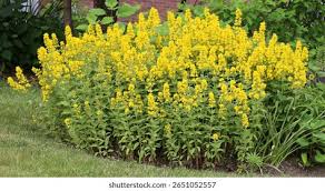 Attēlu rezultāti vaicājumam “Lysimachia punctata”