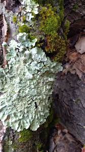 Attēlu rezultāti vaicājumam “Hygrohypnum luridum sporophyte”