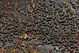 Attēlu rezultāti vaicājumam “Physarum psittacinum spores”