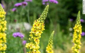 Image result for Königskerzen