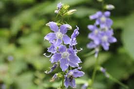 Image result for Campanula americana