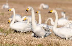 Image result for Cygnus cygnus