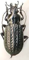 Attēlu rezultāti vaicājumam “Carabus clathratus”
