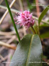 Attēlu rezultāti vaicājumam “Polygonum amphibium flower”
